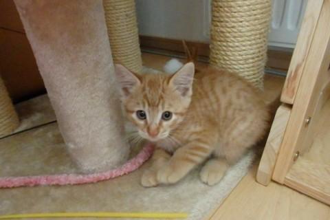 仔猫の里親になって下さい