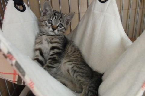 仔猫の里親になって下さい