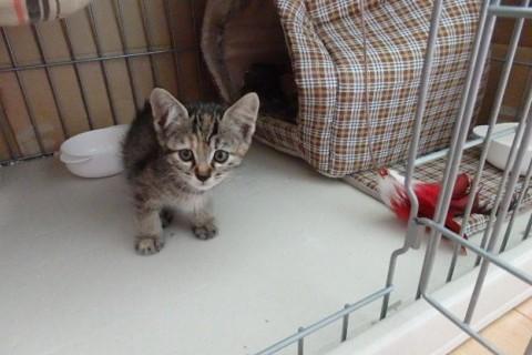 仔猫の里親になって下さい