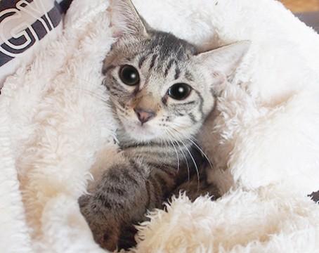 沢山の子猫と面会可能★保健所出身