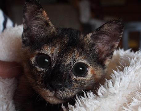 子猫ちゃん沢山滞在中★保健所出身