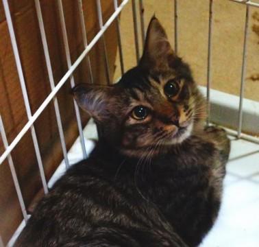 ★多頭崩壊のおっとり長毛の男の子★