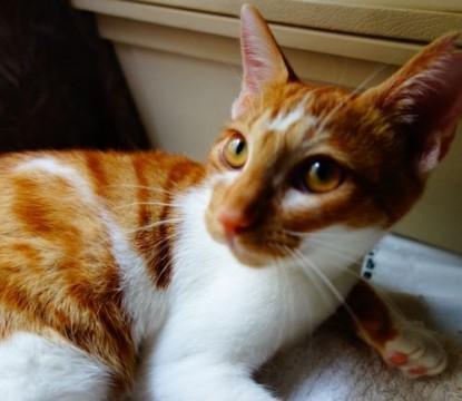 ★甘えん坊の茶白のお嬢さん★