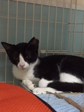 おとなしい女の子