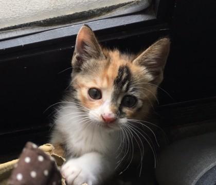可愛くて元気な三毛猫