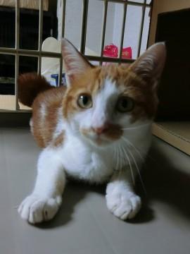 アメショー風茶しろ雄の子猫