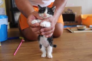 ぼく、オレオと申します！