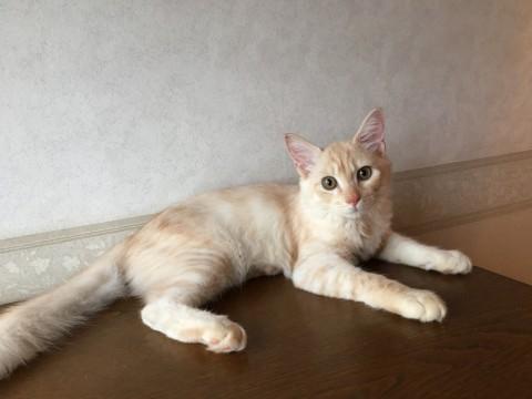 クリーム色のちゃとらの男の子です。