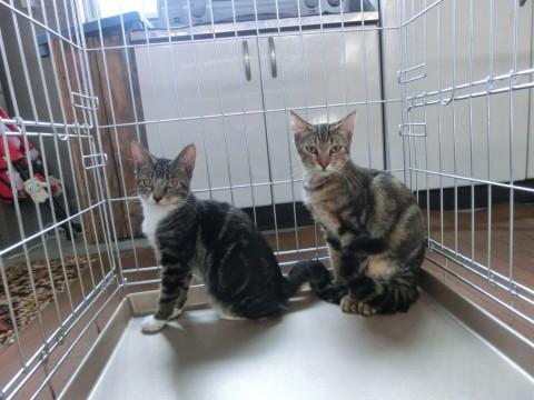 アメショー風のきじとら美人姉妹猫ちゃん