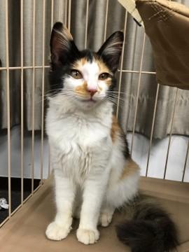 もふもふ甘えん坊♪三毛長毛の子猫ちゃん