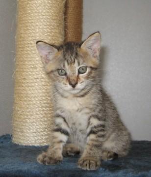 将来、美形ニャンコ間違いなしの女の子