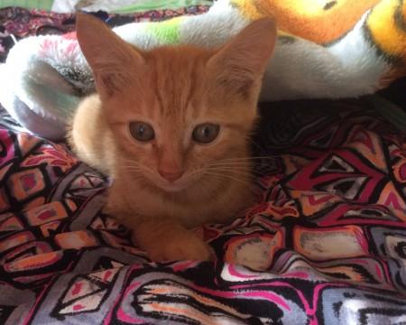愛知県 お願い 猫の里親募集 ネコジルシ