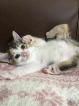 生まれて間もない子です。