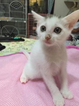 超可愛い白三毛仔猫ちゃん