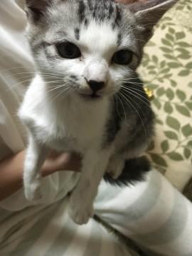 十五夜に保護　童顔のサバシロちゃん