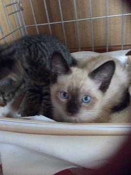 約2カ月の子猫です
