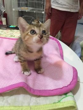 超可愛いムギワラ仔猫ちゃん