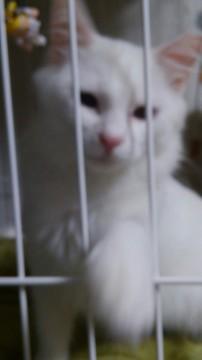 フサフサしっぽの甘ったれくん