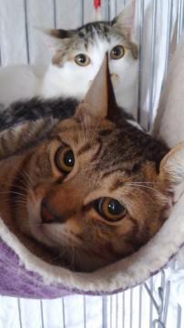 撫でられると思いっきりゴロゴロ大音響！