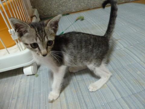 可愛い猫