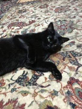 性格のいい黒猫さん