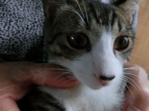ごろごろすりすり人懐っこい可愛い子です