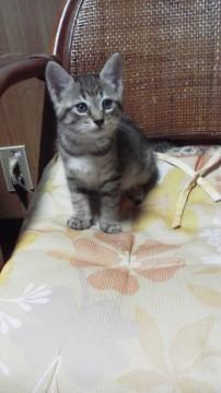 雉フォーガールズ　馴れなれ２か月