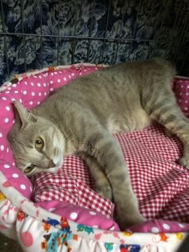 しあわせ招き猫、福ちゃんです