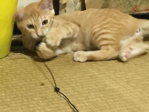 美猫さんの「チャトランちゃん」