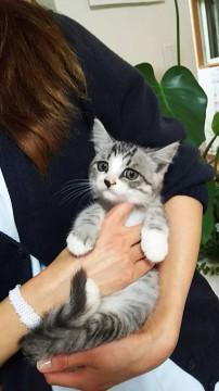 銀トラふてニャン