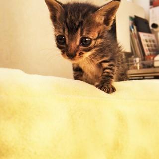 子猫の里親募集