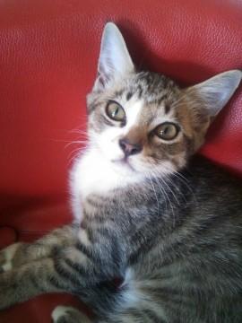 白茶混じりの女の子