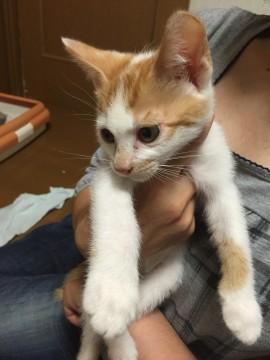 しっぽがスラリと長目な猫ちゃん