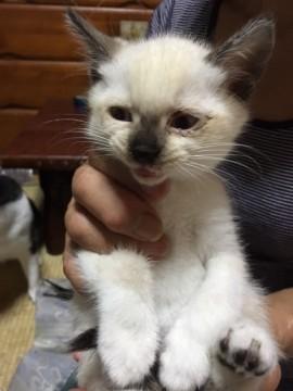 福岡市南区よりシャムＭＩＸ兄妹！