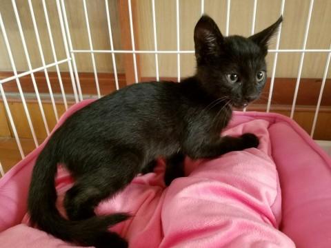 美猫の黒猫さん