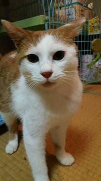 茶白くん