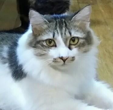 ノルウェージャンmix【上級者向】　