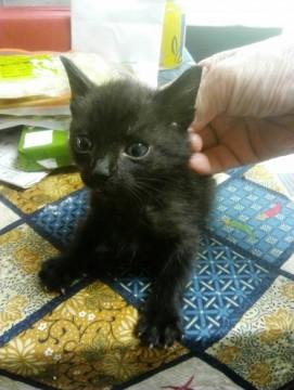 甘えん坊のちび黒ちゃん　