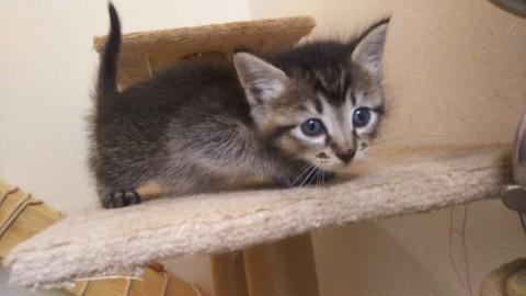 子猫の里親募集します