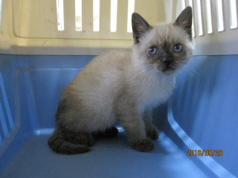 シャム＆ペルシャMIX風　たぬ吉