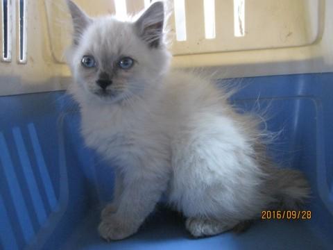 長毛シャム風美にゃん