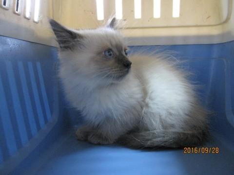 長毛シャム風  おっとりマイペース