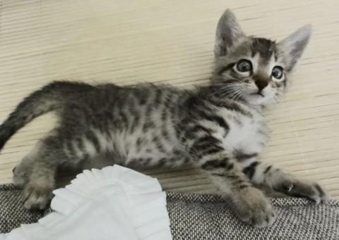 人恋しい甘えん坊、小さな男の子です