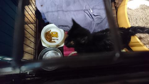 ゴロゴロ・スリスリの黒猫ちゃん