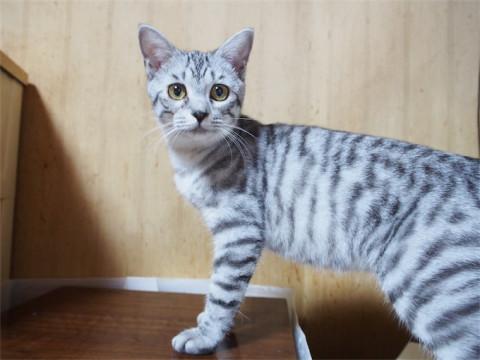 小顔のサバトラくん　お見合い決定