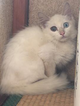 オッドアイのロン毛