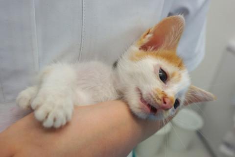 里親募集：生後一か月の仔猫ちゃん