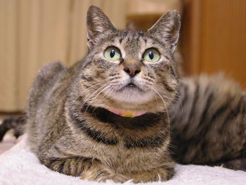 グリーンアイズのマアム 被災猫