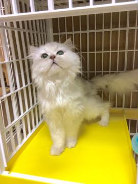 チンチラ　遺棄猫の男の子　