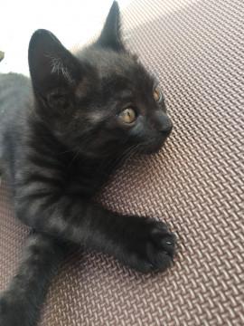 うっすらトラ柄の黒猫ちゃん②